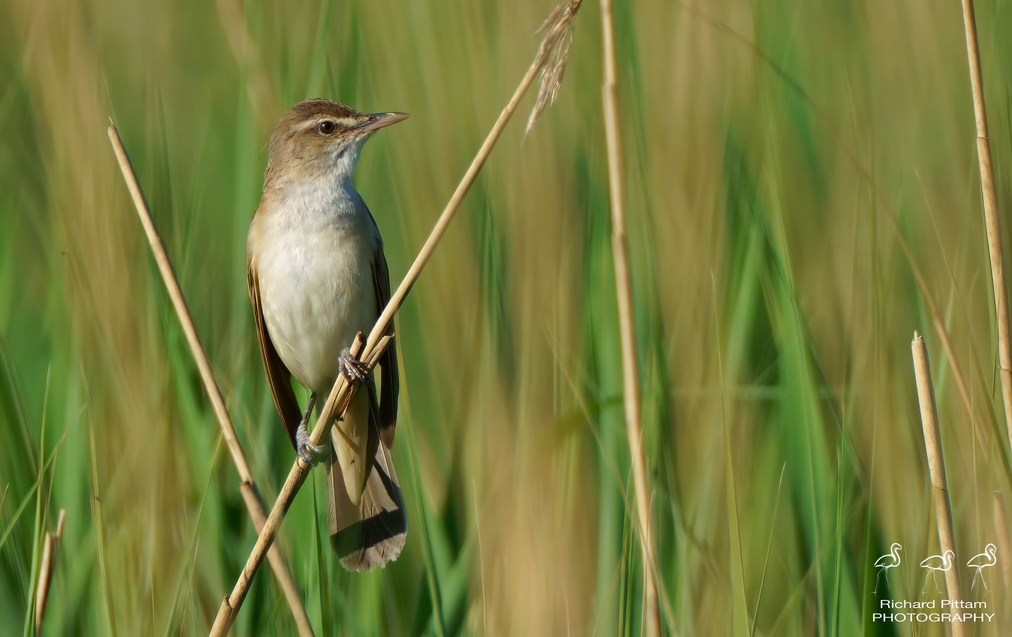 Great Reed Warbler - early morning session