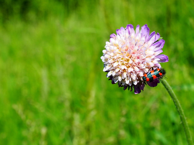 mezei varfű és szalagos méhészbogár / Field Scabious and Checkered Bee Beetle