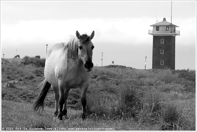 Konikpaard en de Kustwachttoren van Huisduinen