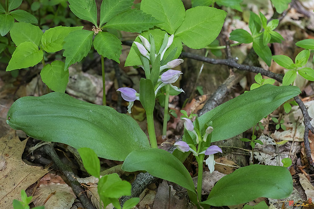 Showy Orchis (Galearis spectabilis) (DFL1135)