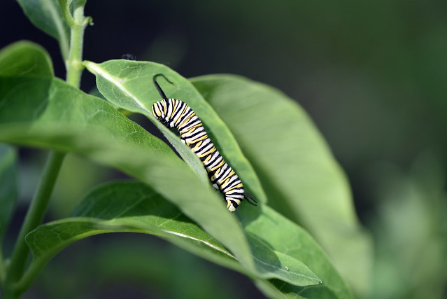 Monarch caterpillar on common milkweed