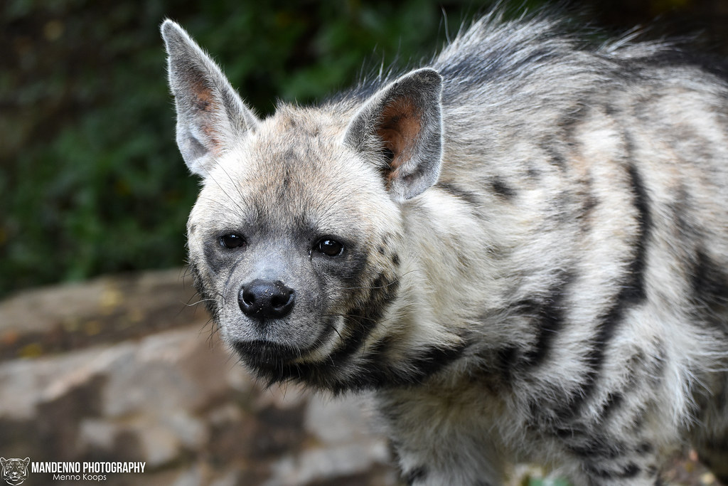 Striped hyena - Opel Zoo