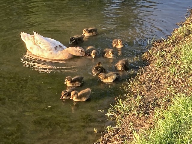 The Duck family