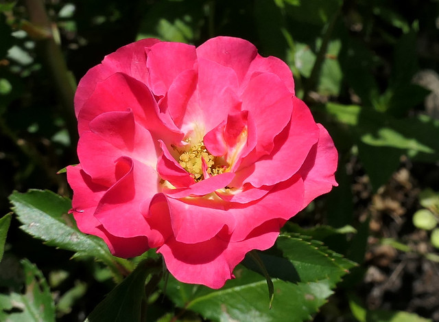 Sunny rose