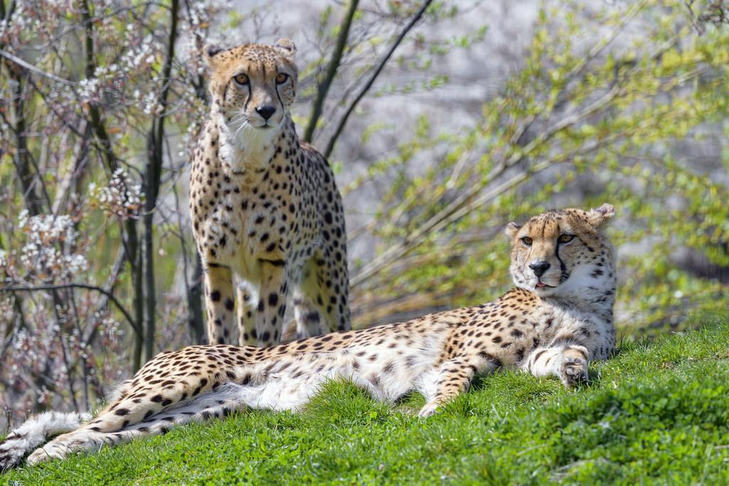 Two cheetahs in the grass
