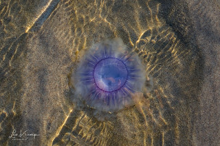 Blue jellyfish | Blauwe haarkwal [Explore] | by Leo Kramp