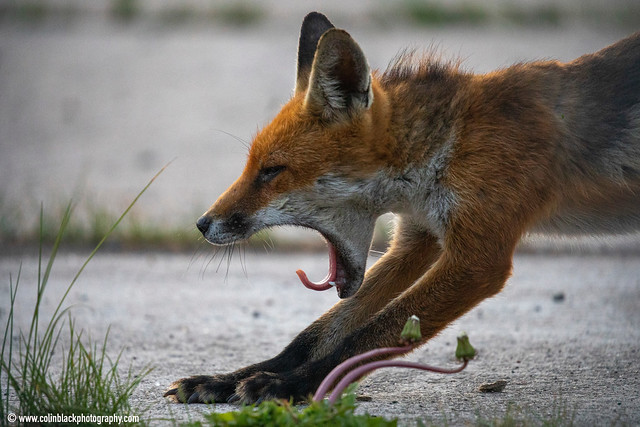 Yawning fox, NE Scotland