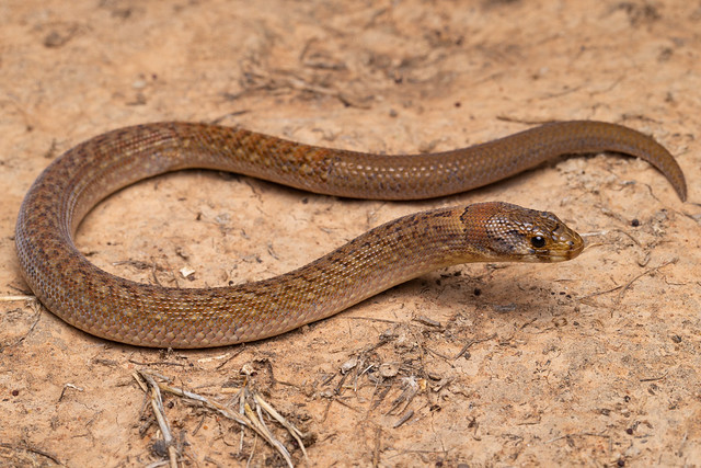 Eastern Hooded Scaly-foot - Pygopus schraderi