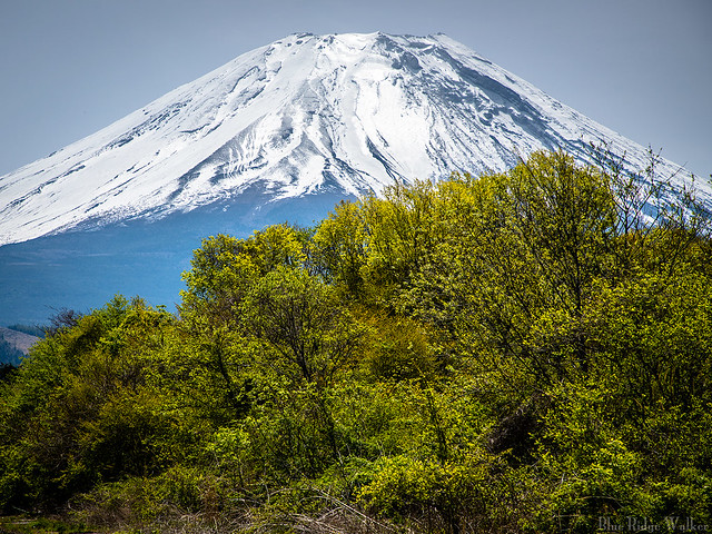 Mt. Fuji in May