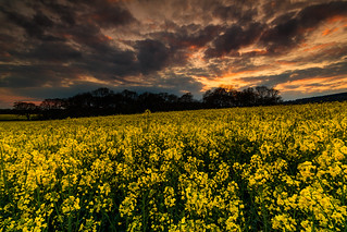 Ockley Rapeseed Field Sunset - Surrey