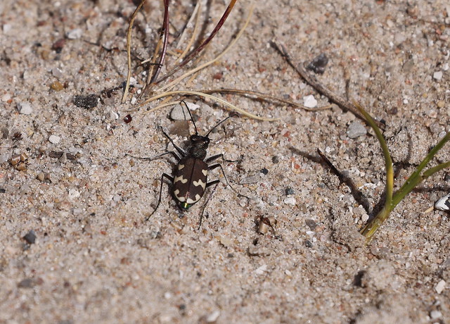 Brun sandspringer (Northern Dune Tiger Beetle / Cicindela hybrida)