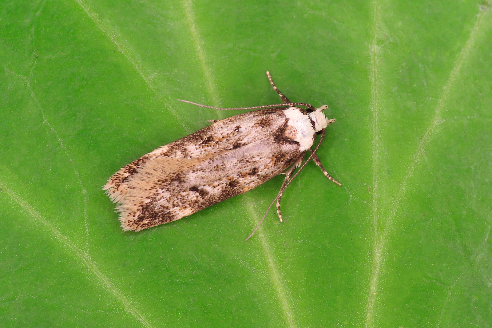 28.009 White-shouldered House-moth - Endrosis sarcitrella