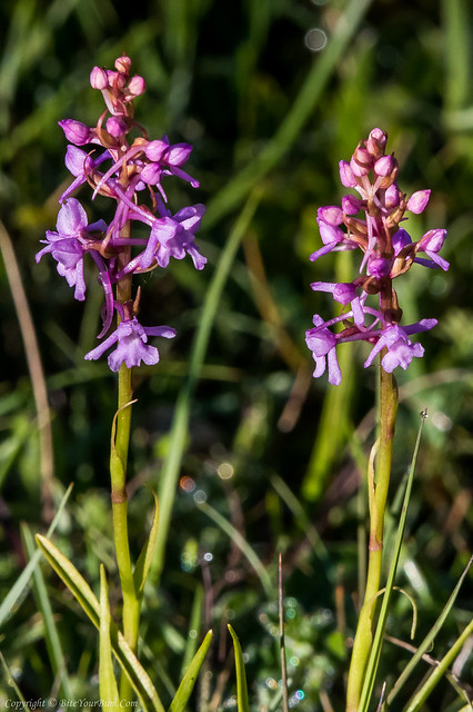 Chalk Fragrant Orchid (Gymnadenia conopsea)