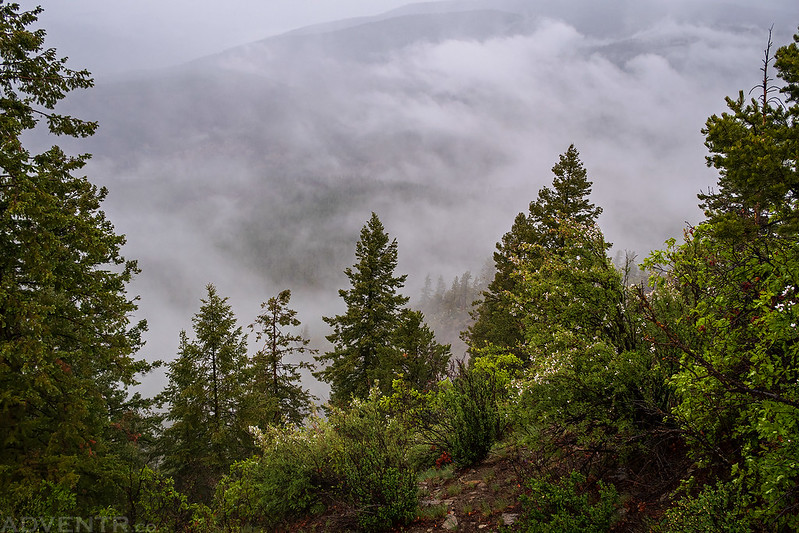 Trees & Clouds