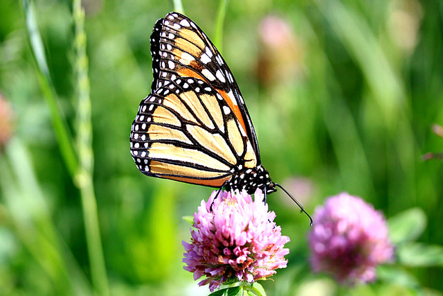 2021 Monarch Butterfly 019 - Danaus Plexippus