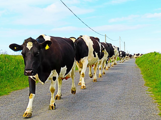 Liscannor Cows