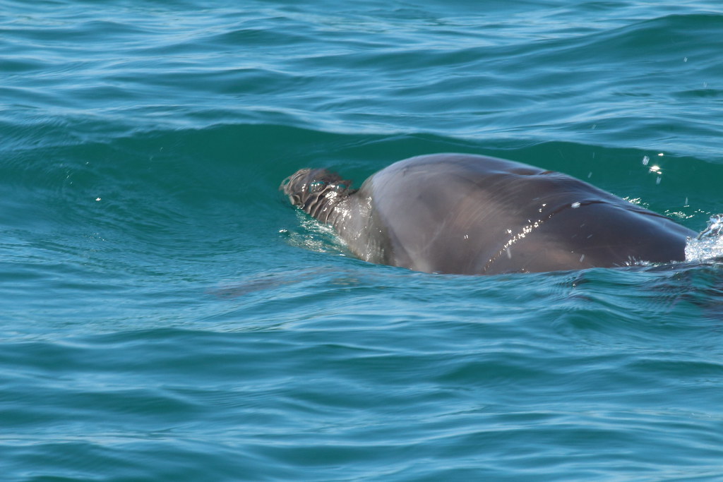 Grand dauphin Tursiops truncatus Common bottlenose dolphin