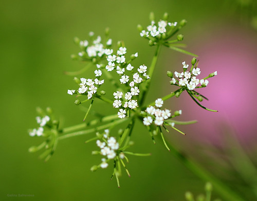beautiful tiny flowers | by galsafrafoto