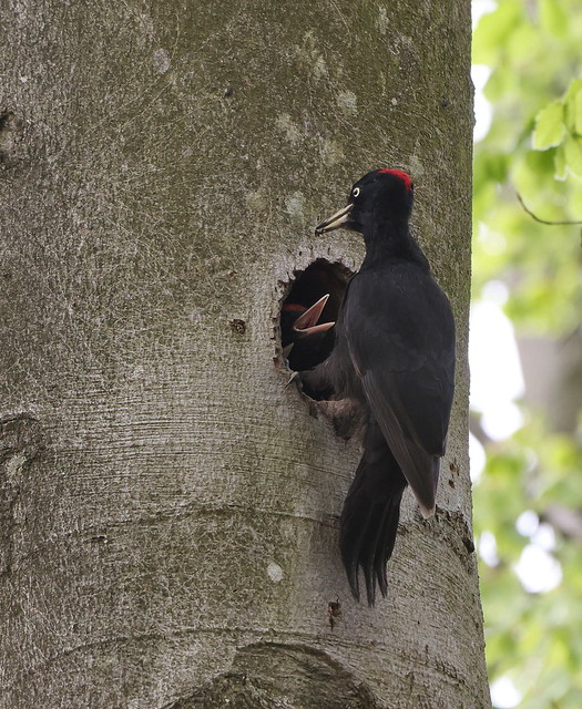 Sortspætte (Black Woodpecker / Dryocopus martius)