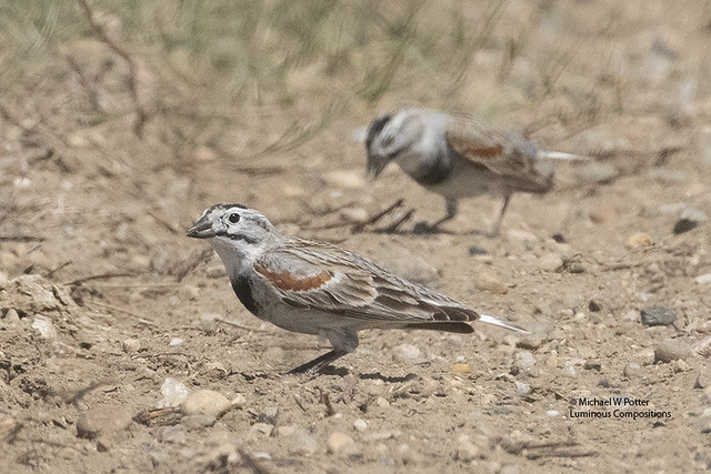 Thick-billed Longspur two males