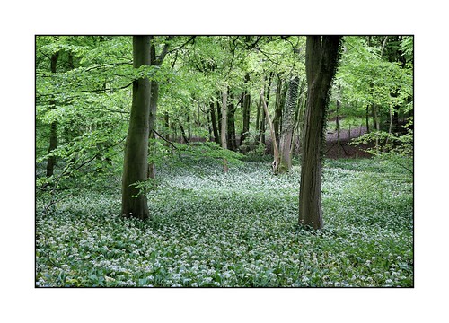 Ramsons #2 | by DSW2007