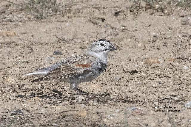 Thick-billed Longspur male