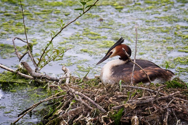 Great Crested grebe