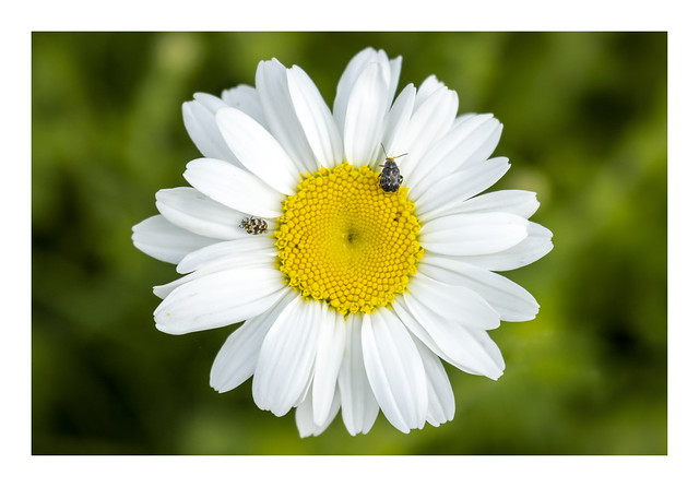 Oxeye Daisy with bugs