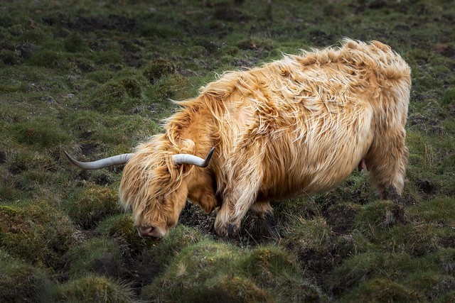 Highland Cow