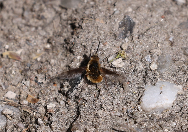 Stor humleflue (Greater Bee Fly / Bombylius major)