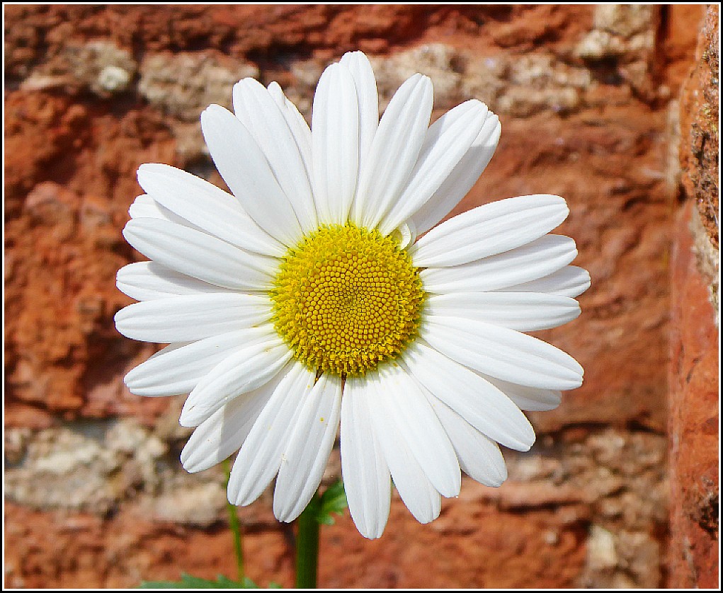 The Common Daisy Flower .