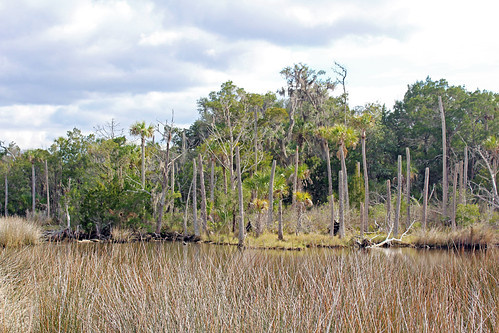 Hammock Island Trail Scenery, Crystal River by StevenM_61, Hammock Island Trail is near Fort Island Trail in Crystal River Preserve State Park. trees grass lan
