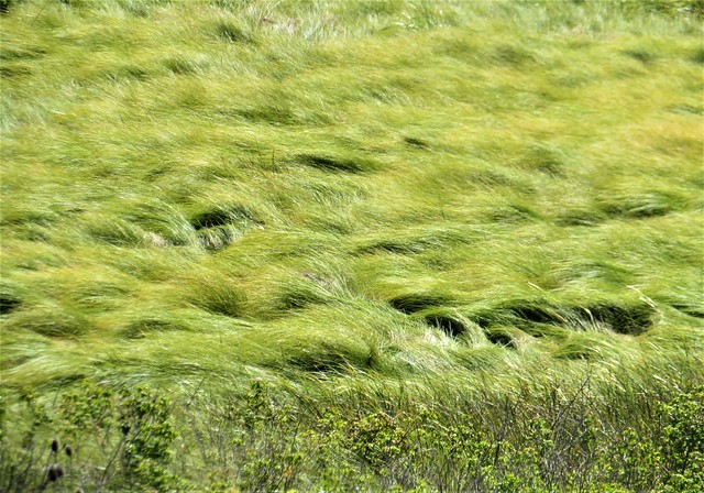 Sea of grass