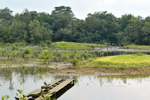 kranji singapore uniquely wildlife nature habitat mangrove sungei buloh wetland reserve natural sbwr green greenery park tropic tropical warm wood structure outdoor shallow pond morning countryside biodiversity