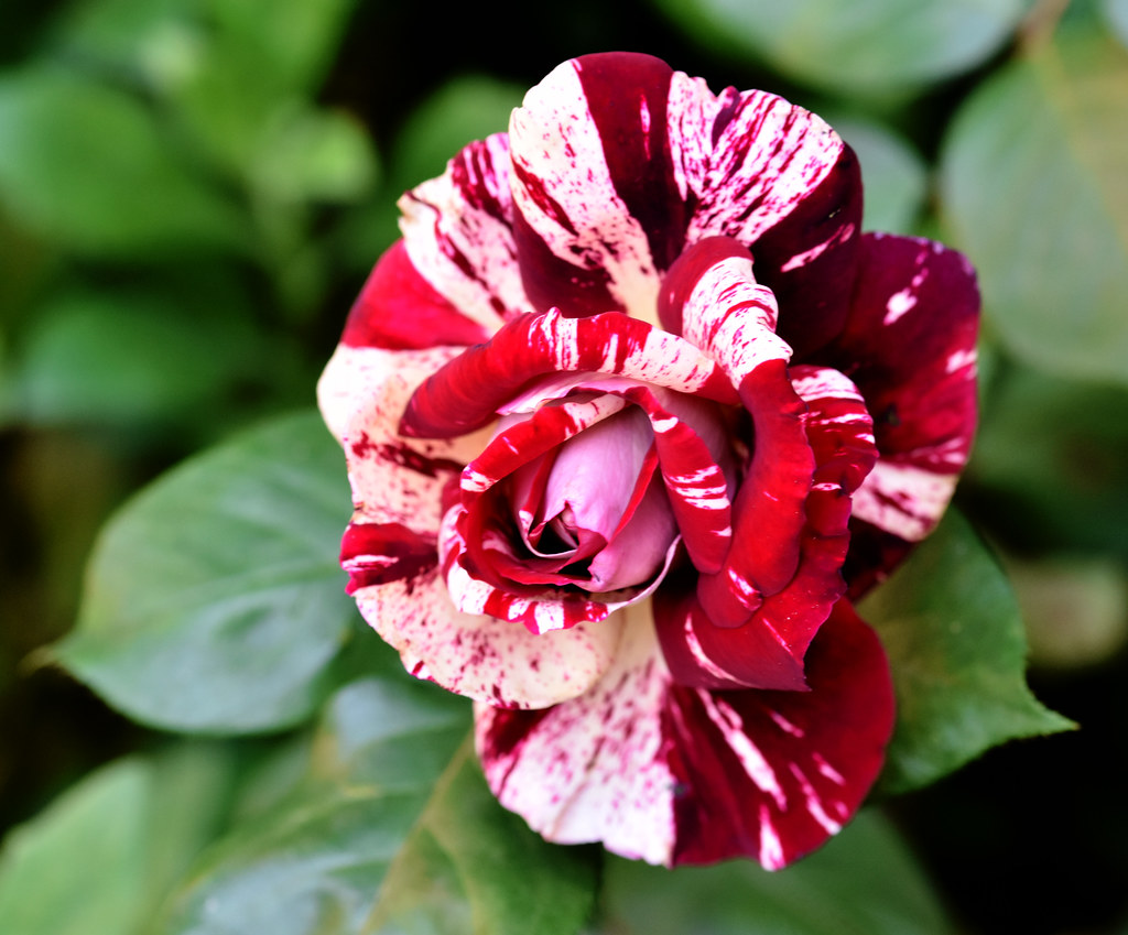 Flors - Roses del jardí .... | Riells | Toni Baeza Oto | Flickr