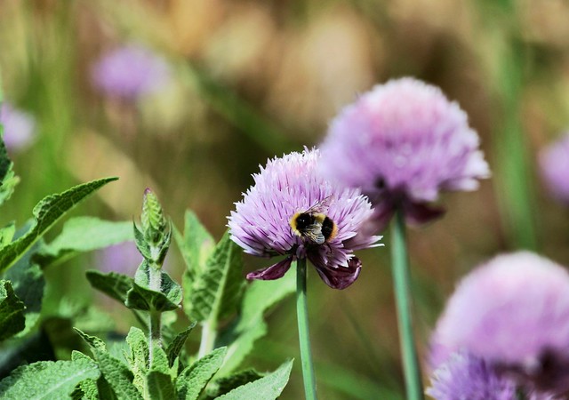 Bee on Chive Flower