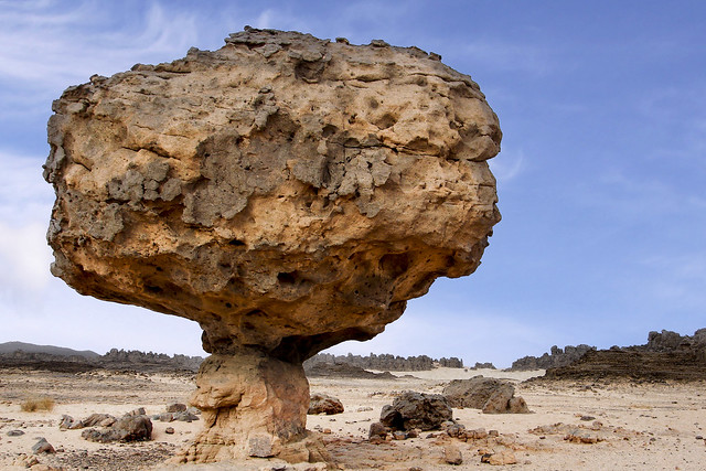 Big champignon – Algérie