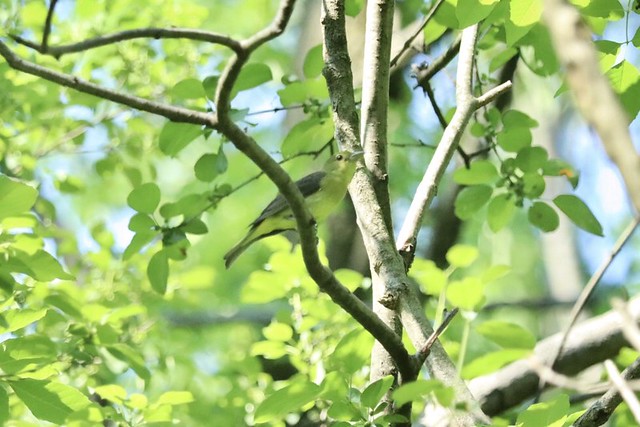 Female Scarlet tanager Mendon Ponds, Mendon, NY