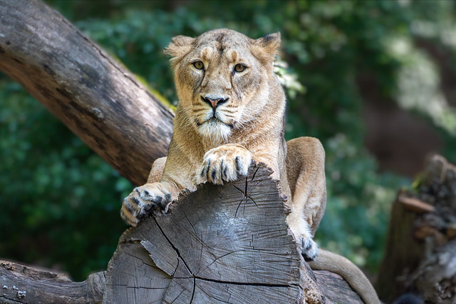 Lioness in the Nuremberg Zoo - 4577