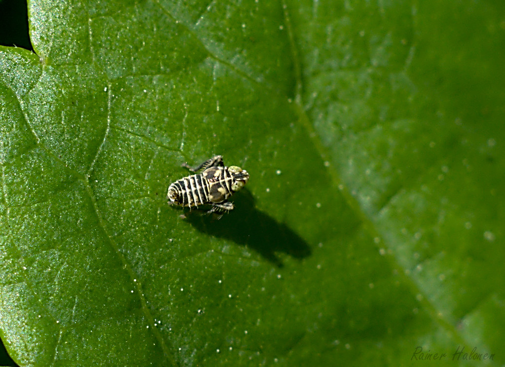 Tiny little bug.