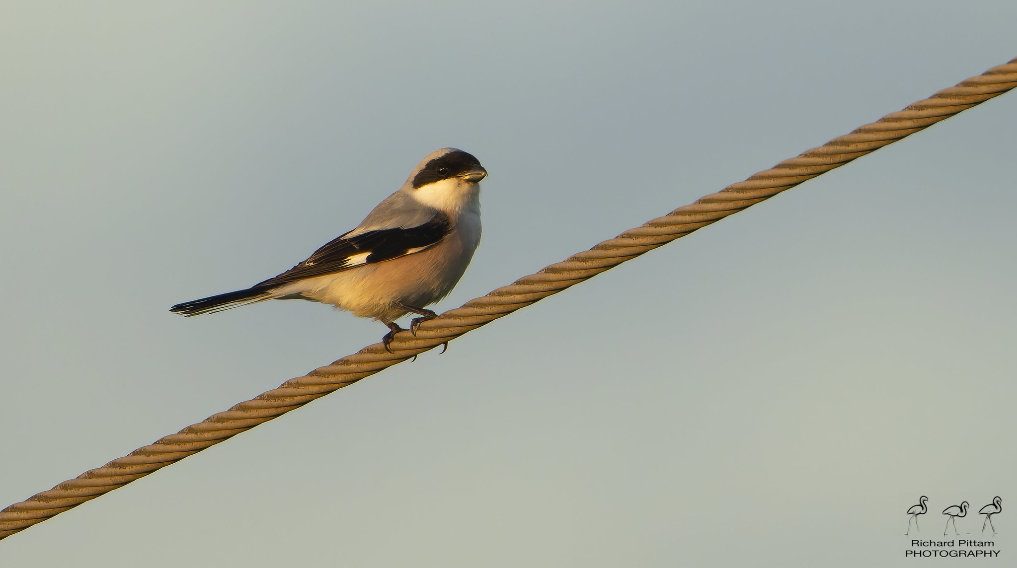 Lesser Grey Shrike - record shots fast-fading evening light