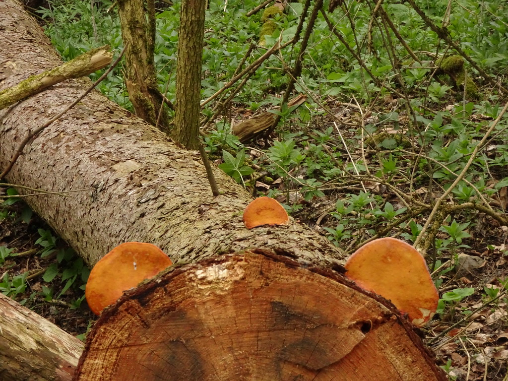 Tree fungi on a fallen beech tree