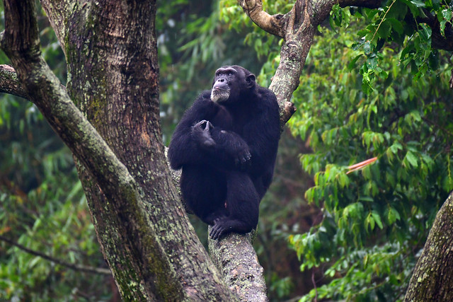Pensive chimp