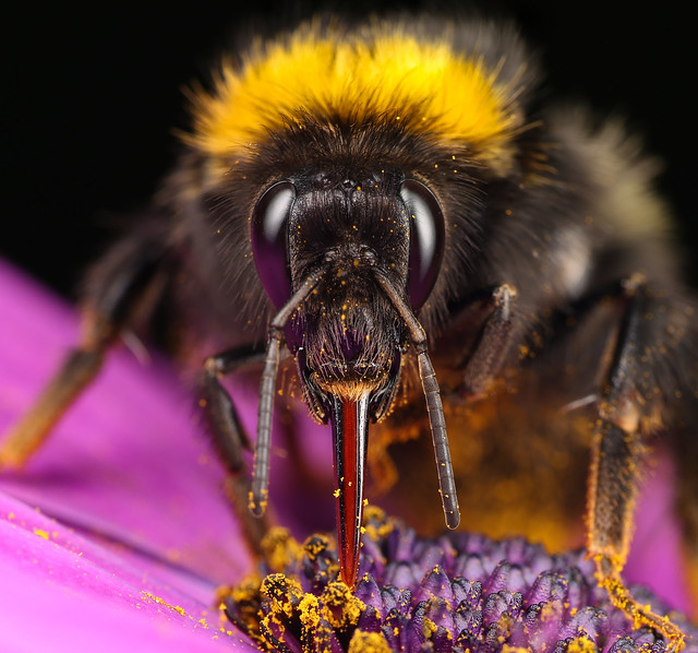 Bee/Osteospermum