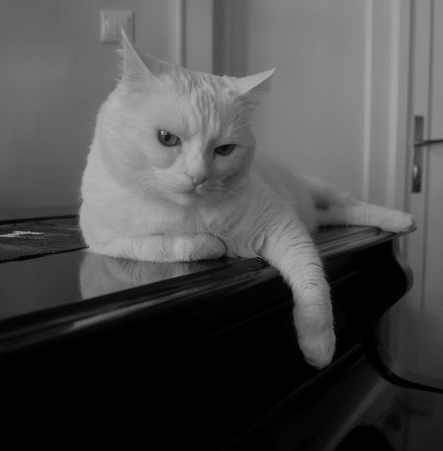 Corners of our home - a cat on a piano.