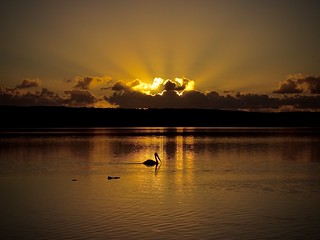 Sunset on the lake with pelican at Noosa