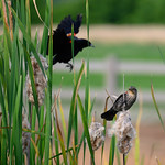 redwing blackbird 