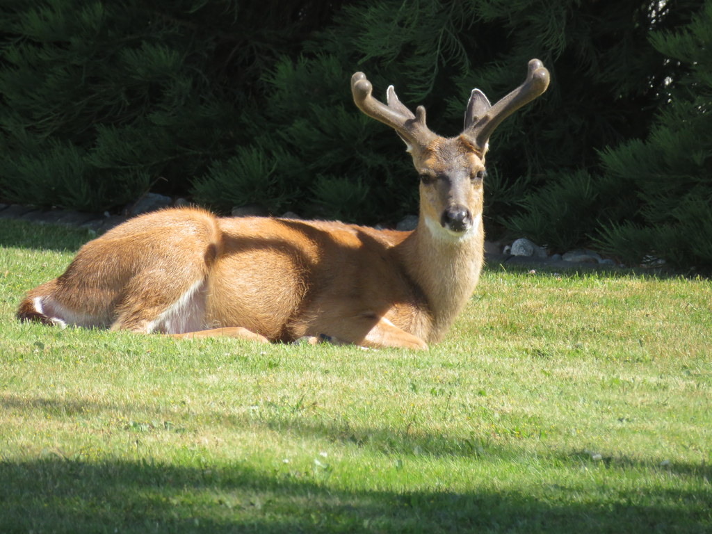 Deer are a common sight in the Comox Valley