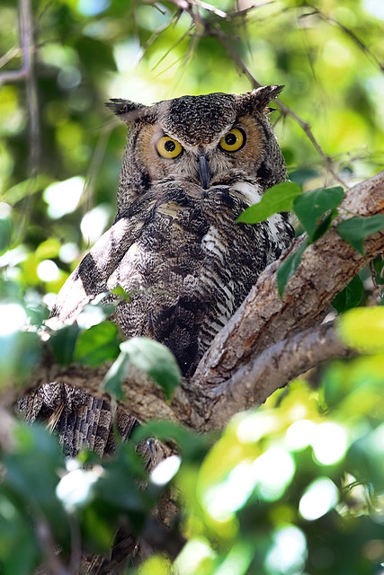 great horned owl in NW Tucson