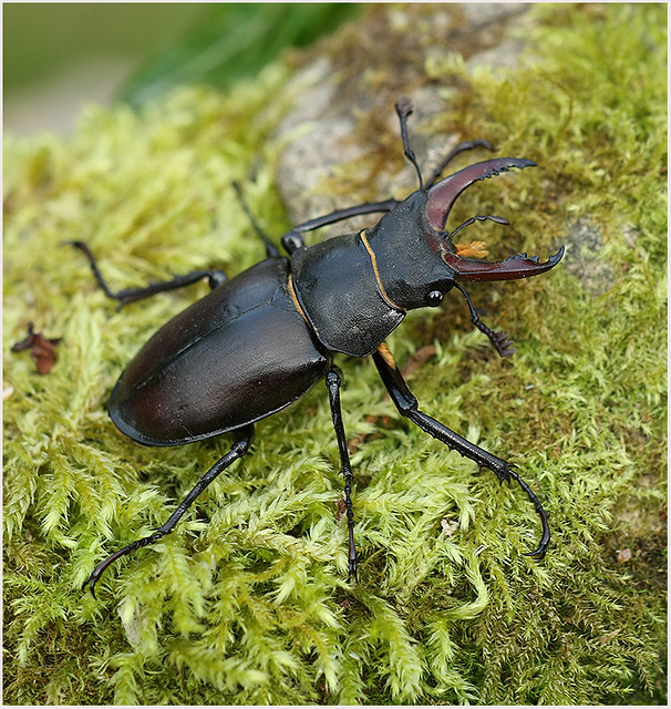 Stag Beetle- male, Whitstable, 11/6/21